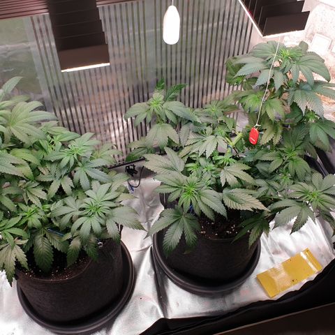 Northern Lights growlog timeline photo