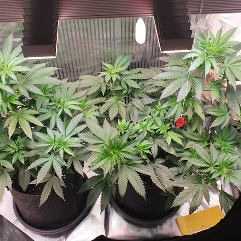 Northern Lights growlog timeline photo