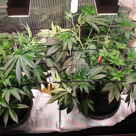 Northern Lights growlog timeline photo
