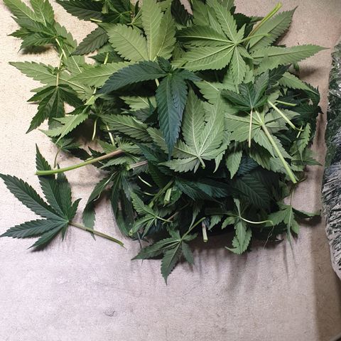 Northern Lights growlog timeline photo