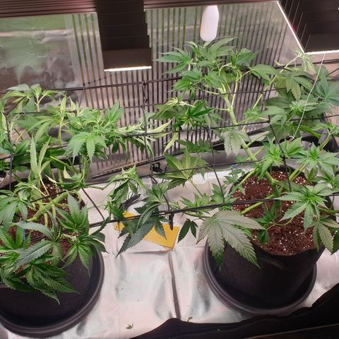 Northern Lights growlog timeline photo