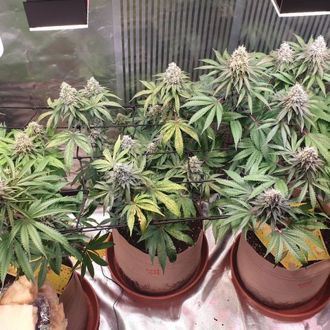 Biscotti growlog timeline photo