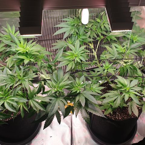 Northern Lights growlog timeline photo