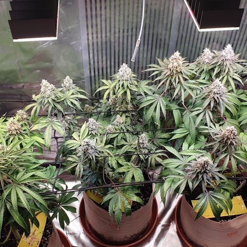 Biscotti growlog timeline photo