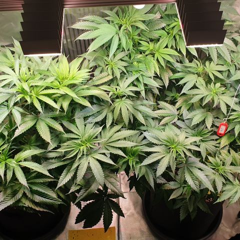 Northern Lights growlog timeline photo