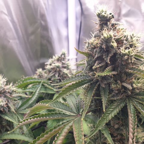 Biscotti growlog timeline photo