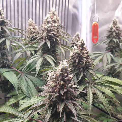 Biscotti growlog timeline photo