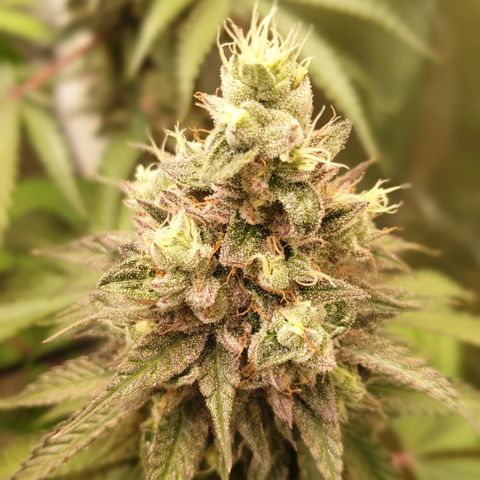 Biscotti growlog timeline photo