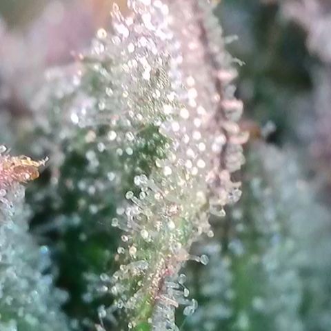 Biscotti growlog timeline photo