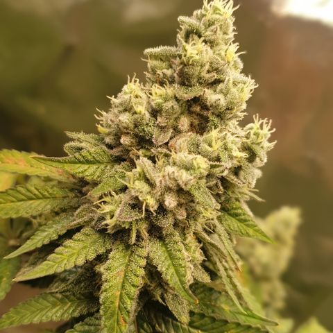 Biscotti growlog timeline photo