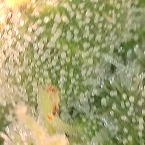 Biscotti growlog timeline photo