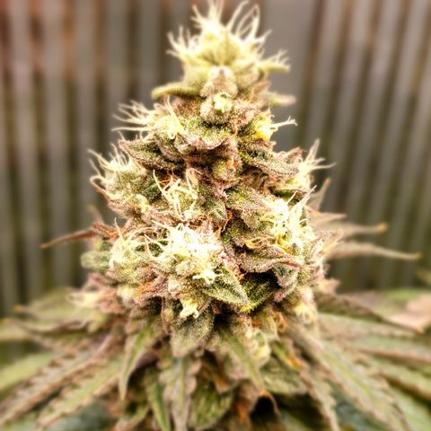 Biscotti growlog timeline photo