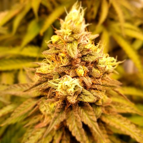 Biscotti growlog timeline photo