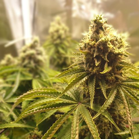 Biscotti growlog timeline photo