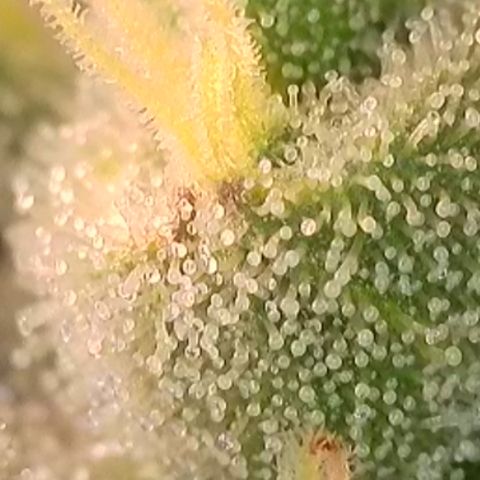 Biscotti growlog timeline photo