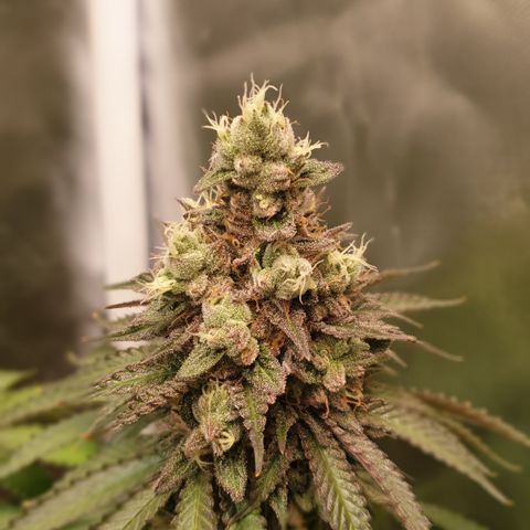 Biscotti growlog timeline photo