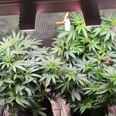 Northern Lights growlog timeline photo