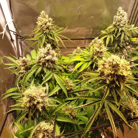 Biscotti growlog timeline photo
