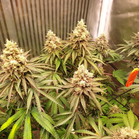 Biscotti growlog timeline photo