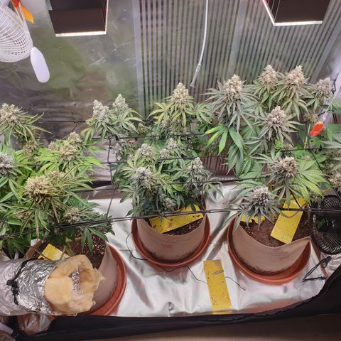 Biscotti growlog timeline photo