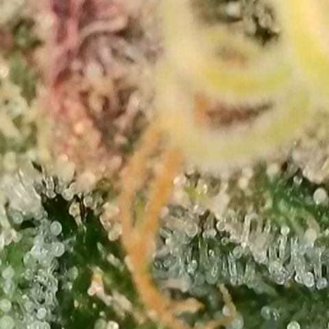 Biscotti growlog timeline photo