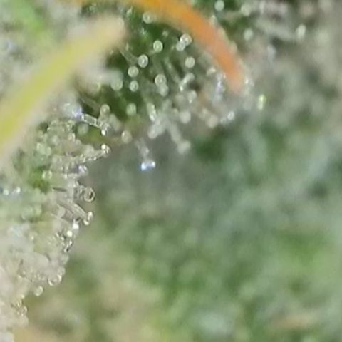 Biscotti growlog timeline photo