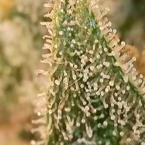 Biscotti growlog timeline photo