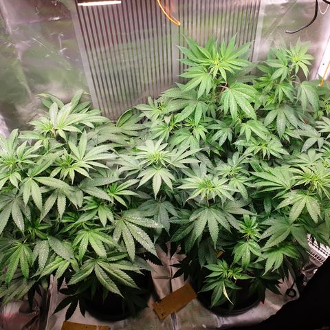 Northern Lights growlog timeline photo