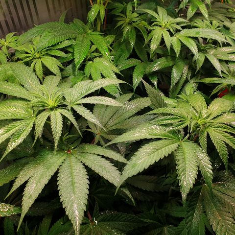 Northern Lights growlog timeline photo