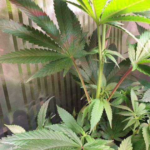 Northern Lights growlog timeline photo
