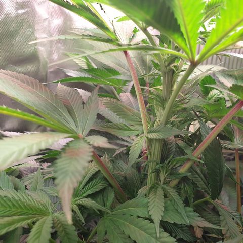 Northern Lights growlog timeline photo