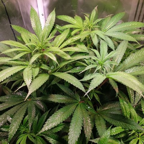Northern Lights growlog timeline photo