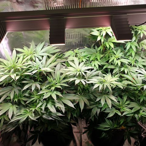 Northern Lights growlog timeline photo