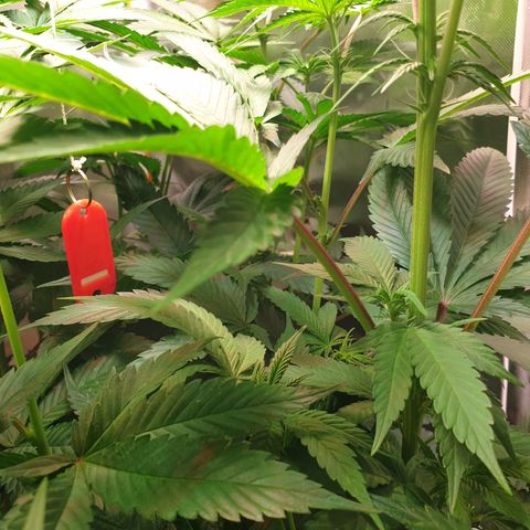 Northern Lights growlog timeline photo