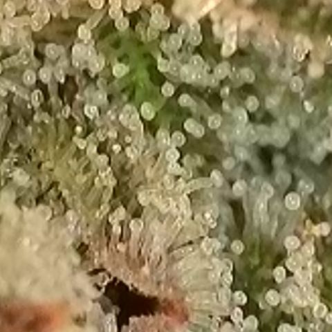 Biscotti growlog timeline photo