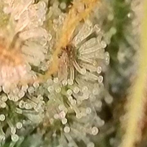 Biscotti growlog timeline photo