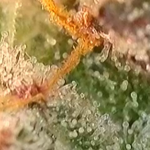 Biscotti growlog timeline photo