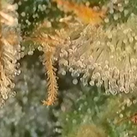 Biscotti growlog timeline photo
