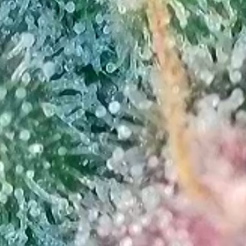Biscotti growlog timeline photo