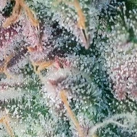 Biscotti growlog timeline photo