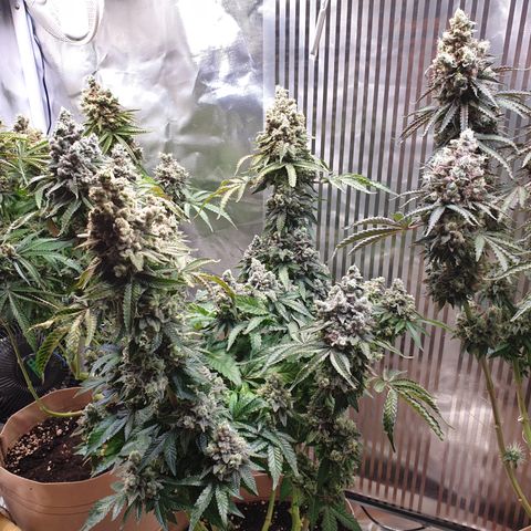 Biscotti growlog timeline photo
