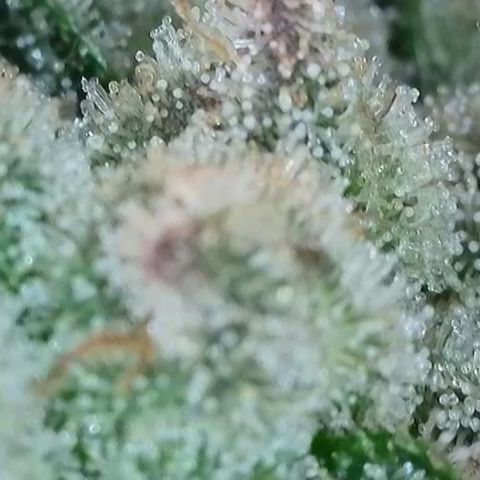 Biscotti growlog timeline photo