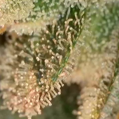 Biscotti growlog timeline photo