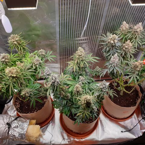 Biscotti growlog timeline photo