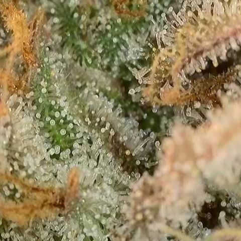 Biscotti growlog timeline photo