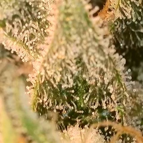 Biscotti growlog timeline photo