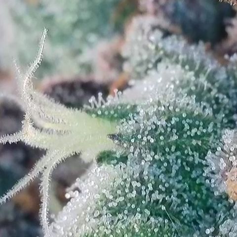 Biscotti growlog timeline photo