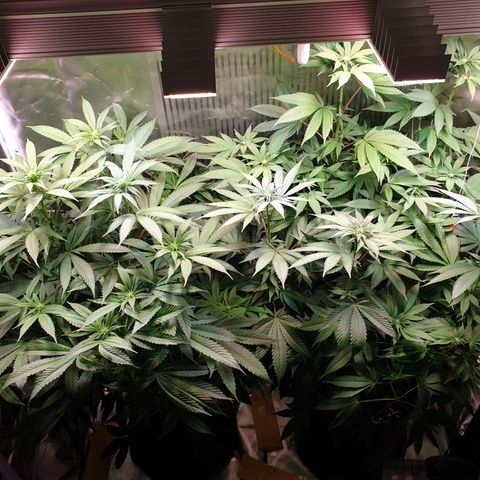 Northern Lights growlog timeline photo