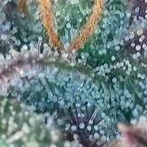 Biscotti growlog timeline photo