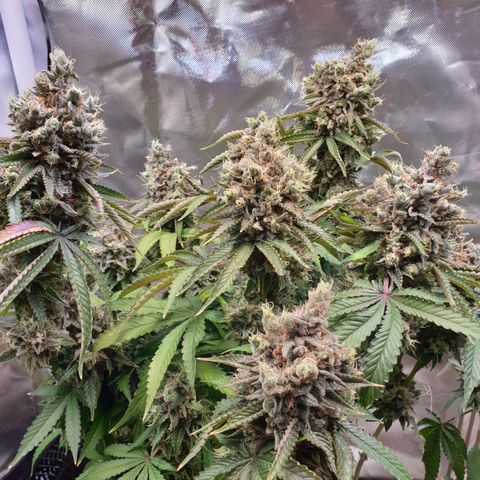 Biscotti growlog timeline photo